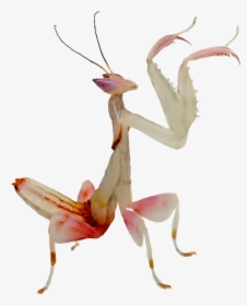 Clip Art Orchid Love Animal Pinterest - Adult Kung Fu Mantis, HD Png Download, Transparent PNG