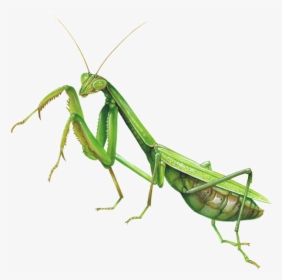 Mantis Clipart Insect Bug - Praying Mantis Transparent Background, HD Png Download, Transparent PNG