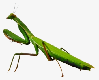 #scinsects #insects #mantis #mantisreligiosa #freetoedit - Mantidae, HD Png Download, Transparent PNG