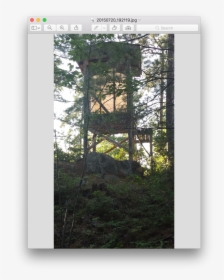 Spruce-fir Forest, HD Png Download, Transparent PNG