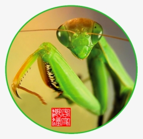 Mantidae, HD Png Download, Transparent PNG