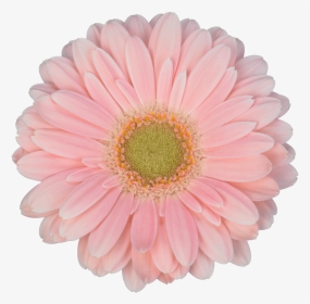 Sun Flower Pink Png, Transparent Png, Transparent PNG