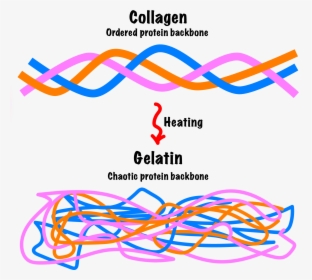 Gelatin To Collagen Heat, HD Png Download, Transparent PNG