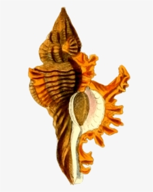 Sea Shell 29 Clip Arts - Png Image Sea Shells Hd, Transparent Png, Transparent PNG