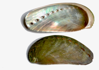 Abalone - Inside Of Clam Shells, HD Png Download, Transparent PNG