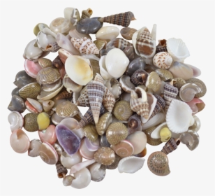 Indian Mix Assorted Craft Seashells Tiny Up To - Shell, HD Png Download, Transparent PNG