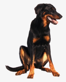 Isolated, Doberman, Dog, Sweet, Animal Portrait, Nature - Beauceron White Background, HD Png Download, Transparent PNG