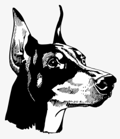 Doberman Head Black And White, HD Png Download, Transparent PNG