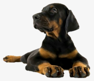 Dog,vertebrate,dog Black And Tan Hound,polish Hunting - Puppy Doberman Pinscher, HD Png Download, Transparent PNG