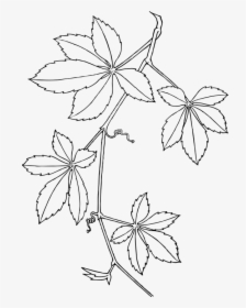 Creepers, Leaves, Vines, White, Plant, Branch, Dotted - Virginia Creeper, HD Png Download, Transparent PNG