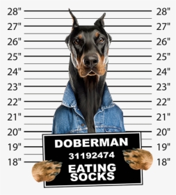 Doberman Mug Shot , Png Download - Doberman Eating Socks, Transparent Png, Transparent PNG