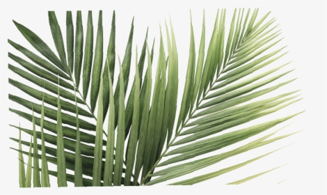 Palm Leaves White Background, HD Png Download, Transparent PNG