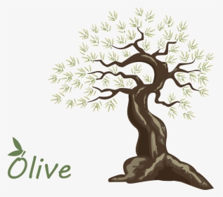 Olive Oil Tree - Tree, HD Png Download, Transparent PNG