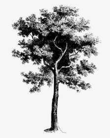 Tree Png Black And White - Vector Tree Black And White Drawing, Transparent Png, Transparent PNG