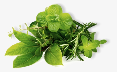 Transparent Mint Leaves Png - National More Herbs Less Salt Day, Png Download, Transparent PNG