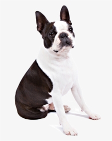 Boston Terrier Transparent Background, HD Png Download, Transparent PNG