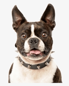 Transparent Boston Terrier Png, Png Download, Transparent PNG