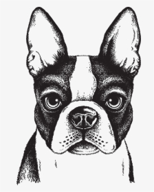 Dog,mammal,boston Group,french Bulldog,companion Dog,whiskers,ancient - Boston Terrier Drawing Face, HD Png Download, Transparent PNG