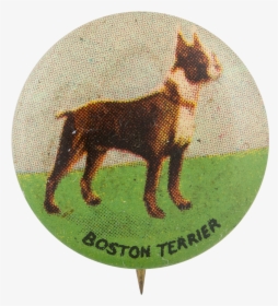 Boston Terrier Art Button Museum - Dobermann, HD Png Download, Transparent PNG