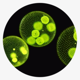 Microalgae Microscope View Image - Algae Evolve Sexual Reproduction, HD Png Download, Transparent PNG