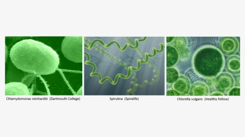 Algae2, HD Png Download, Transparent PNG