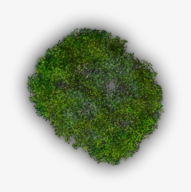 Grass, HD Png Download, Transparent PNG