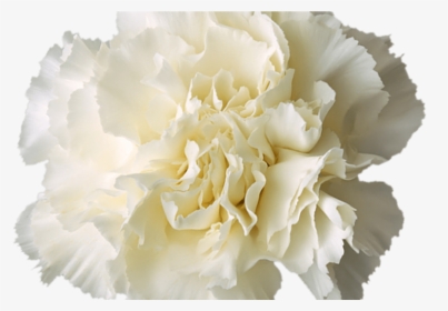 Transparent White Flower Crown More Information - White Flower Crown Transparent Background, HD Png Download, Transparent PNG