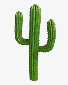 Saguaro Cactus Vector - Cactus Png, Transparent Png, Transparent PNG