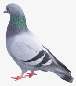 #paloma #palomapopo #palomas #palomaurbana - Pigeon Bird, HD Png Download, Transparent PNG