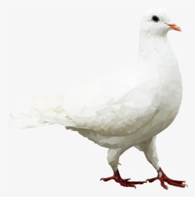 European Herring Gull, HD Png Download, Transparent PNG
