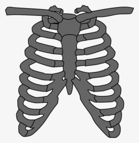 Rib Cage, Skeleton, Gray, Human, Anatomy, Bones - Place To Listen Heart, HD Png Download, Transparent PNG