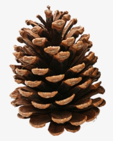 Pine Cone Clipart Image Download - Clip Art Pine Cone, HD Png Download, Transparent PNG