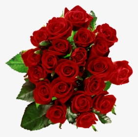 Plant,garden Roses,red,cut Family,rose Flower,rosa - Красные Розы Png, Transparent Png, Transparent PNG
