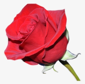 #rosas Rojas - Amharic Love, HD Png Download, Transparent PNG