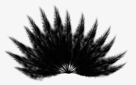 Feathers, Fan, Black, Bird, Wings, Tail, Animal - Monochrome, HD Png Download, Transparent PNG