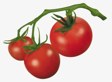Parts Of A Tomato Plant Png - Tomato Clipart, Transparent Png, Transparent PNG