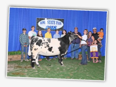 Grand Champion Steer Iowa State Fair 2019, HD Png Download, Transparent PNG