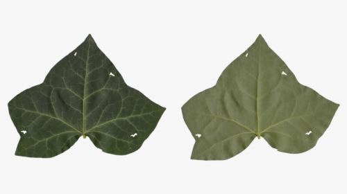 Transparent Ivy Texture Png - American Aspen, Png Download, Transparent PNG