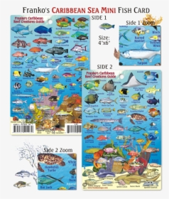 Cayman Islands Reef Fish, HD Png Download, Transparent PNG