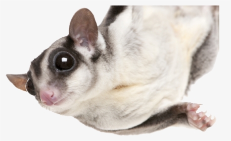 Photo Of A Sugarglider Hanging From A Limb - Sugar Glider No Background, HD Png Download, Transparent PNG