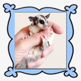 Personalized Glidersafe Delivery Adoption Package   - Possum, HD Png Download, Transparent PNG