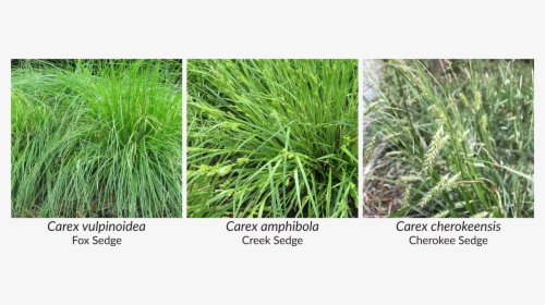 Amphibola Is Also Resilient, And Does Well In A Wide - Sweet Grass, HD Png Download, Transparent PNG