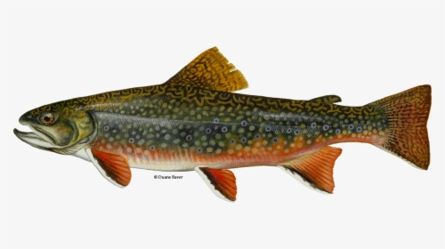 Illustration Of A Brook Trout - New Jersey State Fish, HD Png Download, Transparent PNG