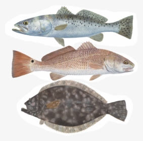 Show Pictures Of Speckled Trout, HD Png Download, Transparent PNG