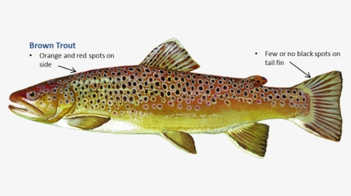 Clip Art Oklahoma Department Of Wildlife - Rainbow Trout Brown Trout, HD Png Download, Transparent PNG