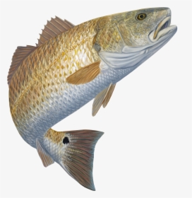 Red Fish Drawings, HD Png Download, Transparent PNG