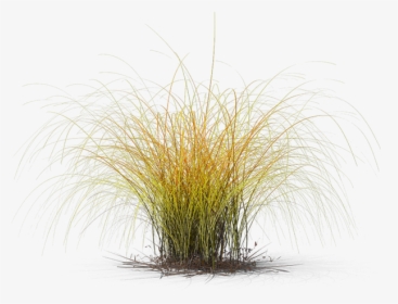 Sweet Grass, HD Png Download, Transparent PNG