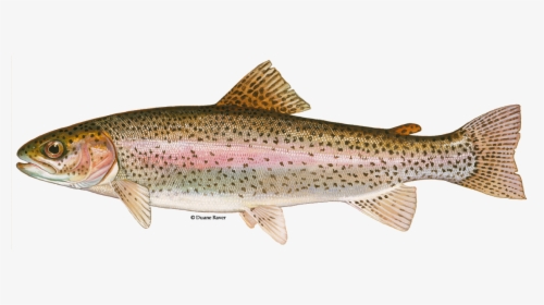 Illustration Of A Steelhead Trout - Rainbow Trout, HD Png Download, Transparent PNG