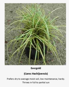 Picture - Sweet Grass, HD Png Download, Transparent PNG