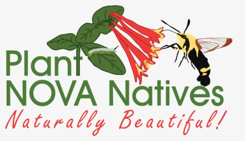 Plant Nova Natives, HD Png Download, Transparent PNG